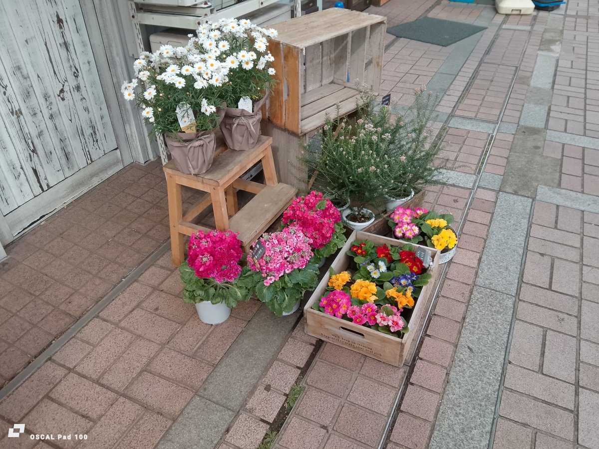 OSCAL Pad 100 カメラ作例