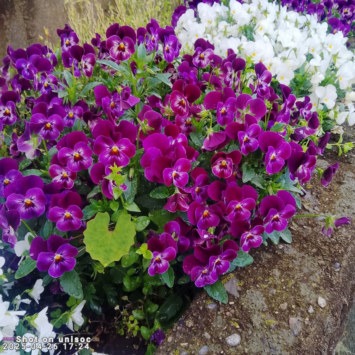 AvidPad A60 写真作例