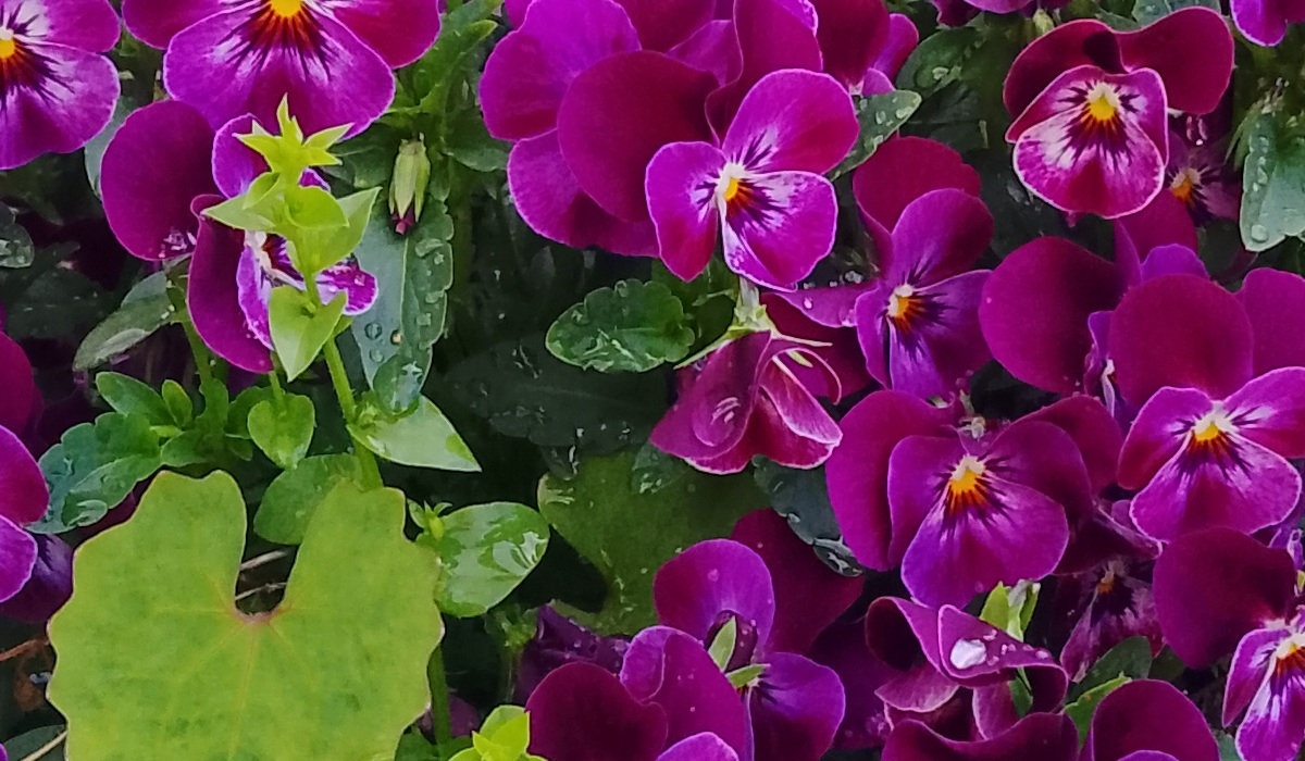 AvidPad A60 写真作例