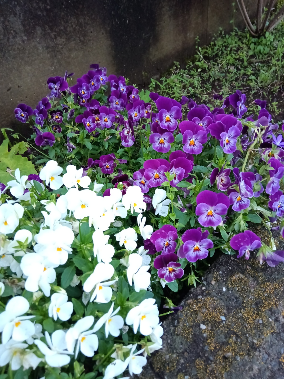 Teclast T50 Mini カメラ作例