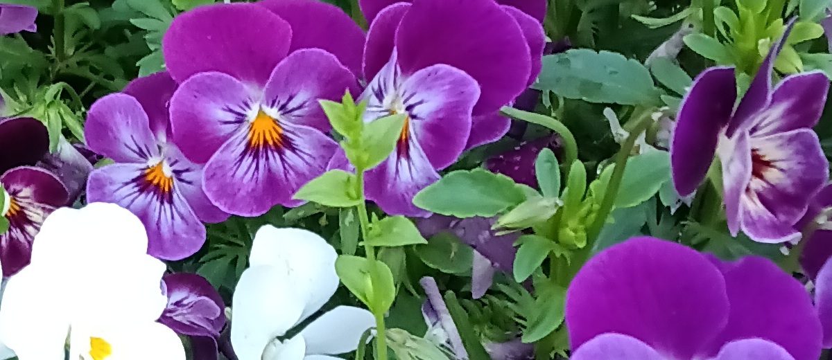 Teclast T50 Mini カメラ作例