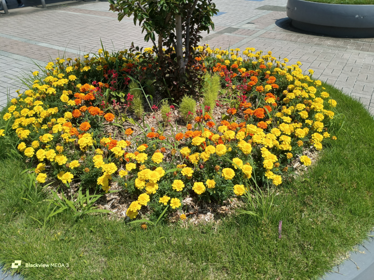 Blackview MEGA 3 写真作例