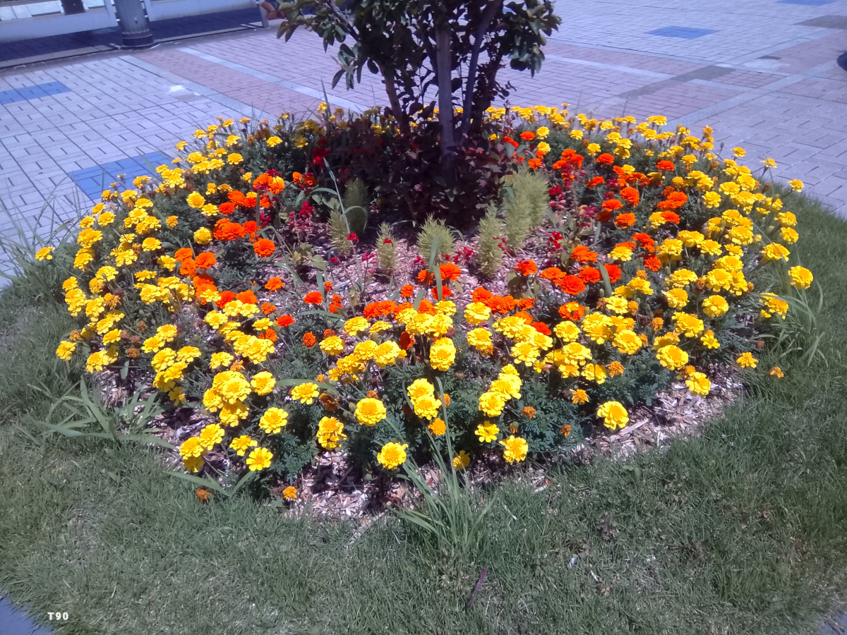 Tabwee T90 写真作例