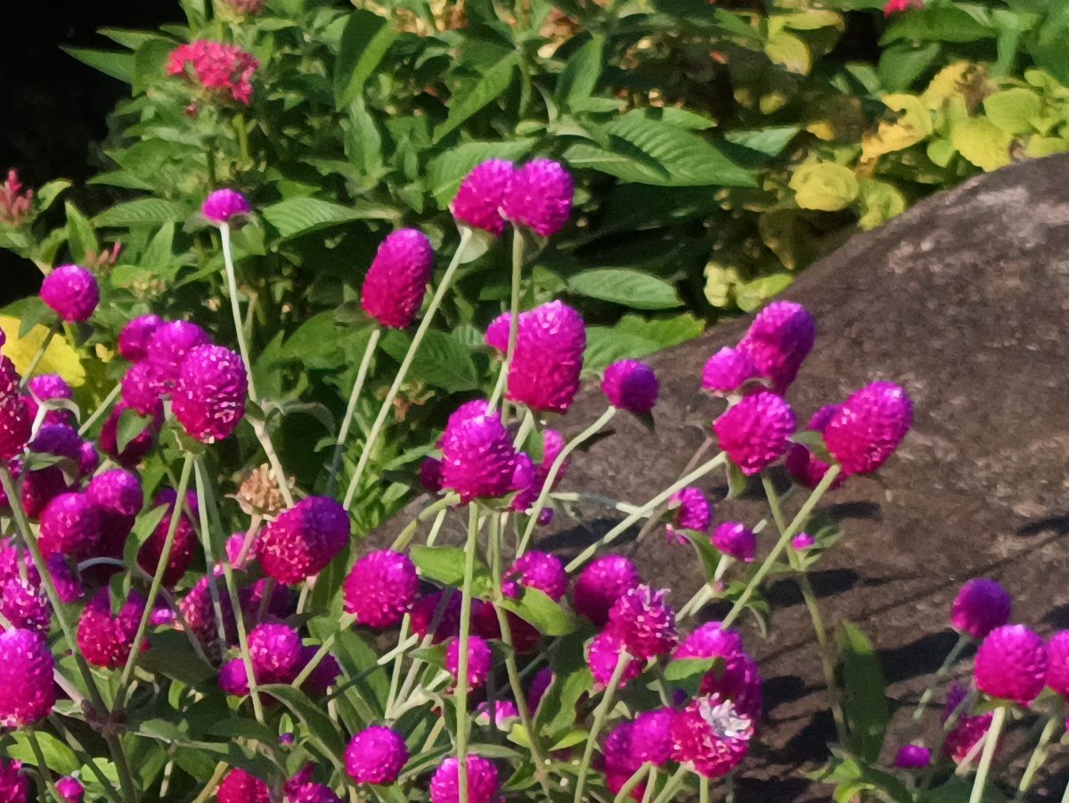 Blackview XPLORE 1 写真作例